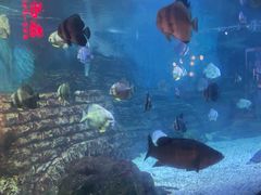 -烟台海昌鲸鲨海洋公园