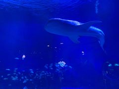 -烟台海昌鲸鲨海洋公园