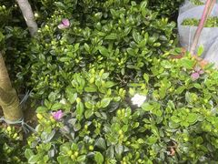 -金陵花卉交易市场