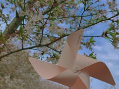 -顾村公园