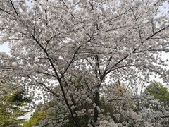 -西安青龙寺遗址景区