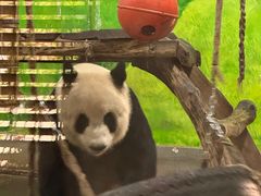 -柳州市动物园