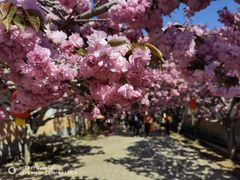 -莱阳濯村樱花园