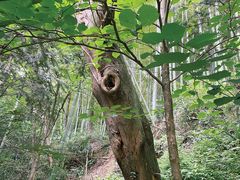 -上海佘山国家森林公园天马山园