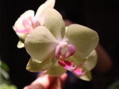 -王府茶楼茶宴·创意菜(朝阳公园店)