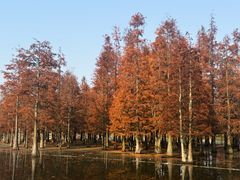 -白鹭湾湿地公园