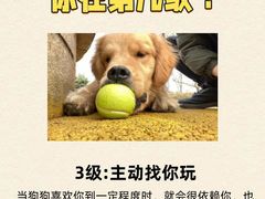 -翊宠yipet猫狗购宠庄园犬舍•猫舍