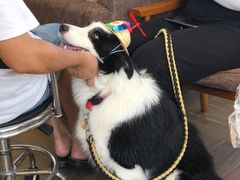 -汪说喵讲宠物乐园宠物酒店(红星美凯龙店)