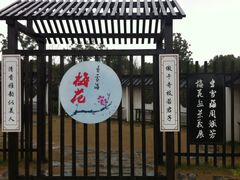 -香雪海