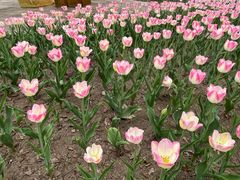 -玄武湖景区-情侣园游乐场