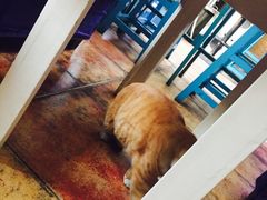 海妖酒吧-Sirena海妖日咖夜酒