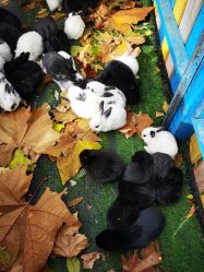 -萌宠亲子动物乐园(槐房万达店)