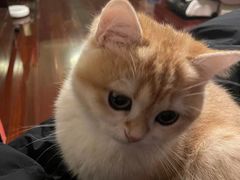 -东方名猫馆·英短金渐层布偶猫舍(环线广场1号楼店)