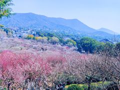 -香雪海