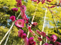 -苏州上方山国家森林公园