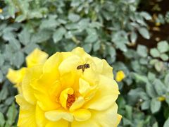 -人民公园(罗湖区)