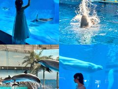 -海合安成都极地海洋公园