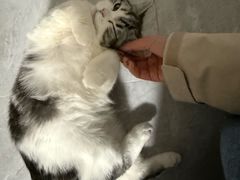 -伟伟宠物医院·瑞派猫友好医院·猫科(光谷店)