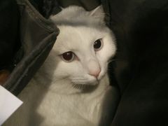 -纳吉亚猫专科动物医院博雅分院