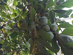 -不倒翁·徽天下名菜楼(马鞍山路店)