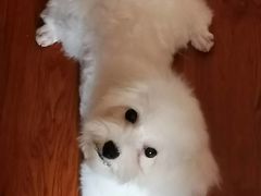 -翊宠yipet猫狗购宠庄园犬舍•猫舍