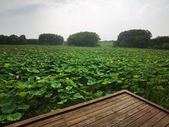 -东郊湿地公园