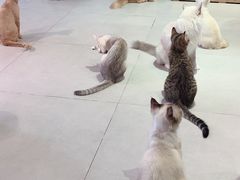 -Heymao猫咖.咖啡厅(东门店)