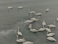 -烟墩角天鹅湖