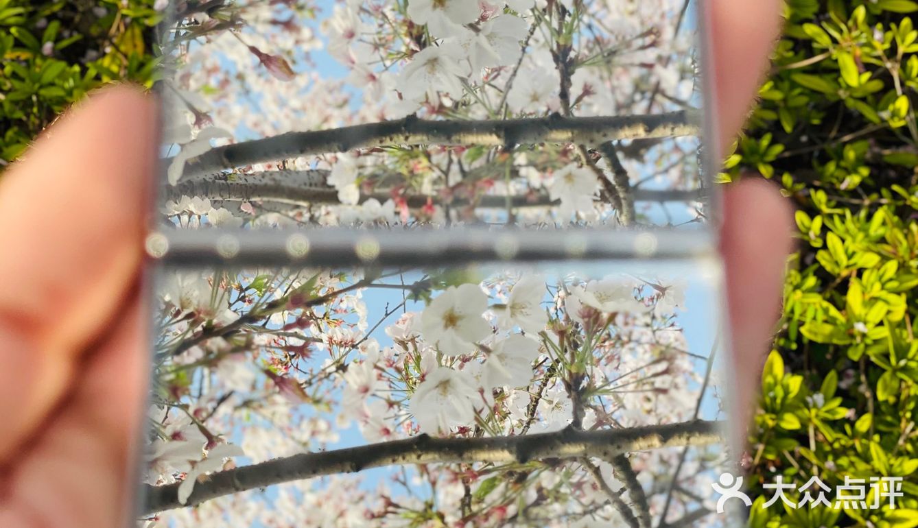 又是一年樱花季🌸