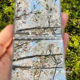又是一年樱花季🌸