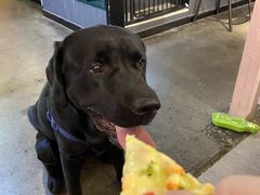 -百好乐宠物友好餐厅(朝外大街店)