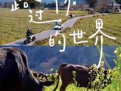 -西京湾花海