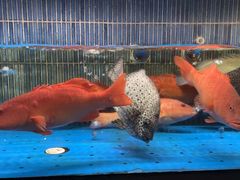 -徐记海鲜(南油永新汇店)