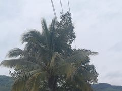 -西双版纳原始森林公园