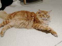 -藏猫猫咖啡主题馆(中央大道店)