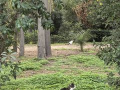 -奥林匹亚宙斯神庙