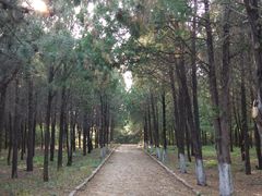 -云岗森林公园