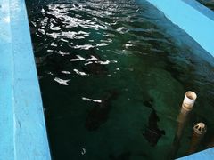 -康大鲤鱼门海鲜城·中餐厅