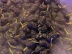 -比尔森韩式烤肉自助(绿园店)