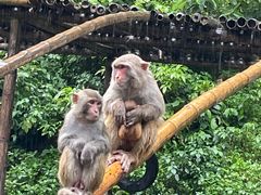 -西双版纳原始森林公园