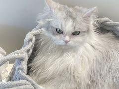 -怪兽屋·羊驼·猫咖·狗咖(俊华广场店)