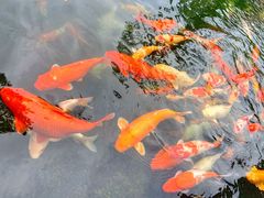 -芽庄珍珠岛游乐园