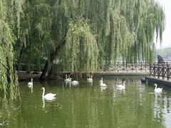 -毛遂公园