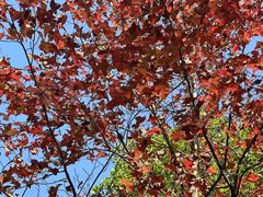 -金凤凰健康养生·足疗·推拿·SPA(横岗店)