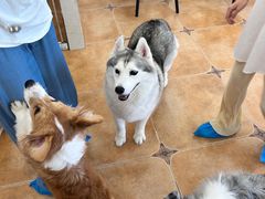 -Let's go狗咖·猫咖·奶狗·桌游(春熙路IFS店)