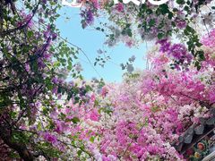 -深圳国际园林花卉博览园