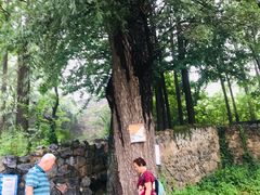 -阳台山自然风景区