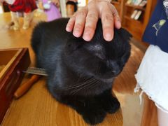 -猫咖时代(中山亭店)