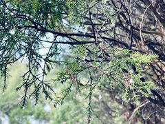 -盐城丹顶鹤湿地生态旅游区