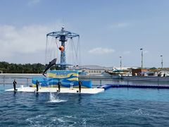 -秦皇岛乐岛海洋王国